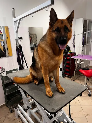 Fioletowy Pies - salon pielęgnacji zwierząt